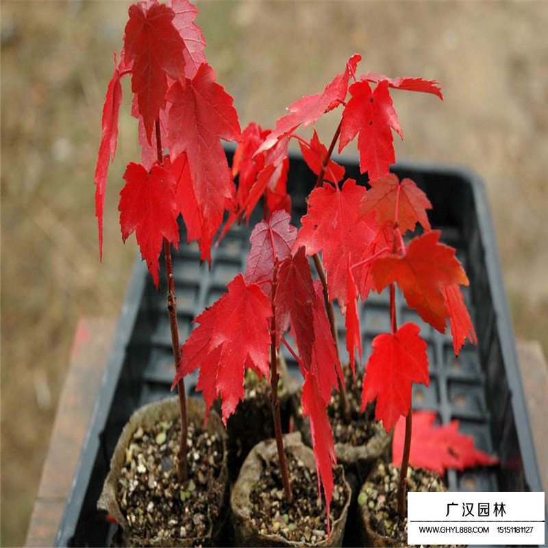 美國紅楓樹苗價格