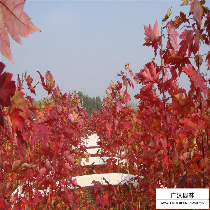 美國紅楓樹苗價格