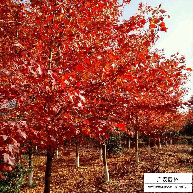 美國紅楓樹苗價格