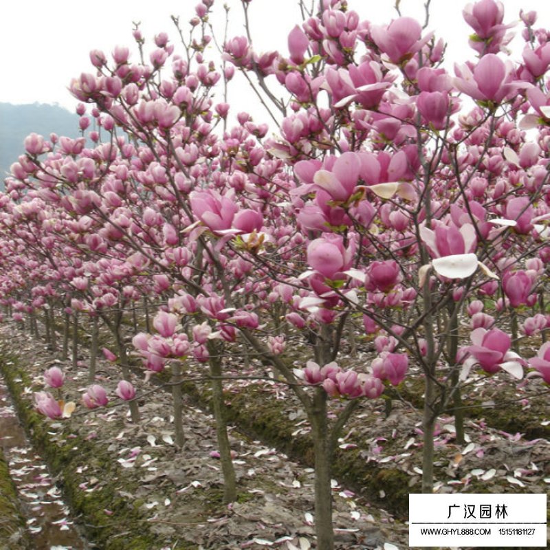 紅玉蘭小苗