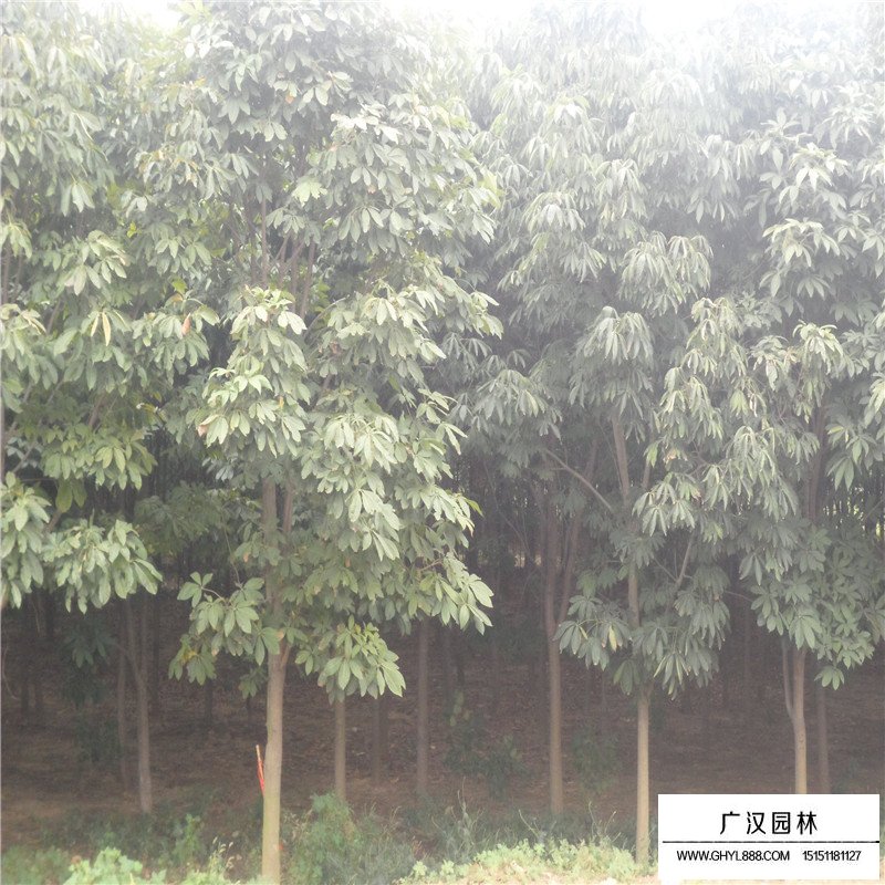 紅花七葉樹苗價格