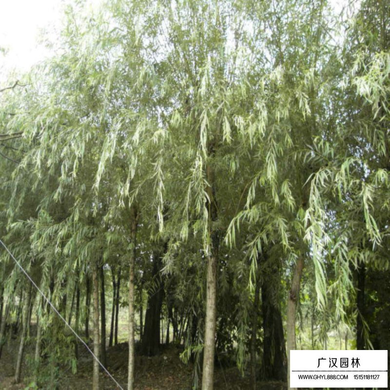 垂柳價格