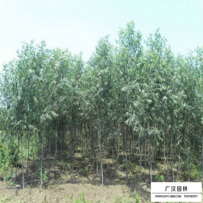 垂柳價格
