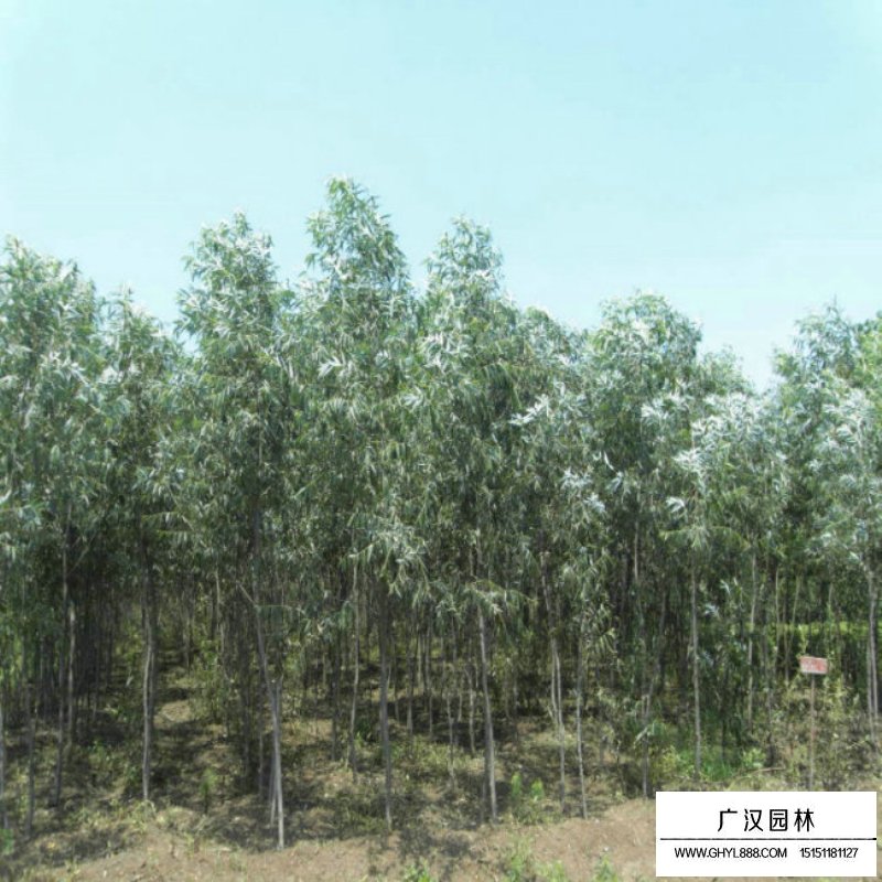 垂柳價格