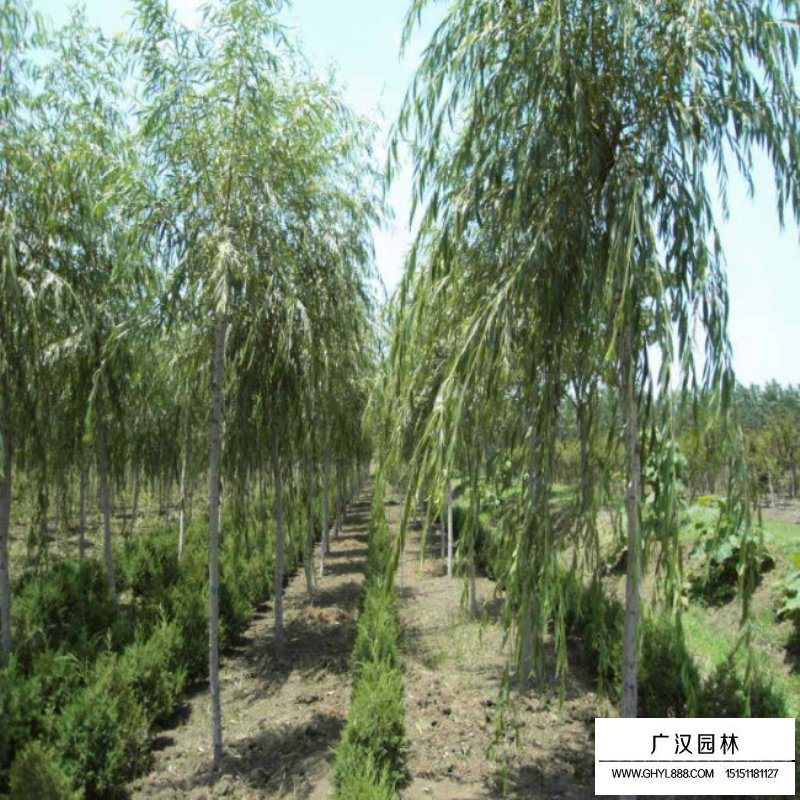 垂柳價格