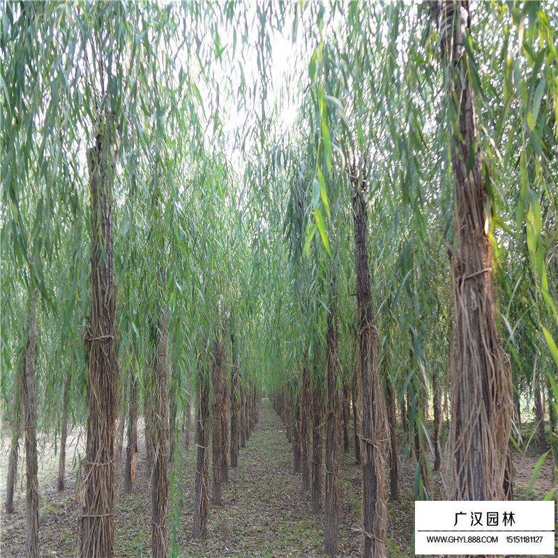 垂柳價格