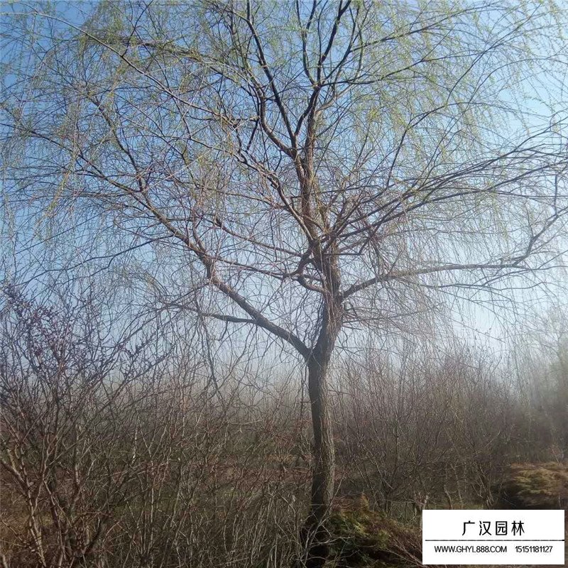 垂柳價格