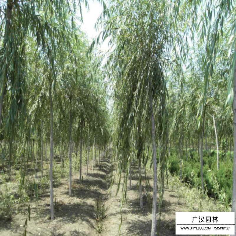 垂柳價格