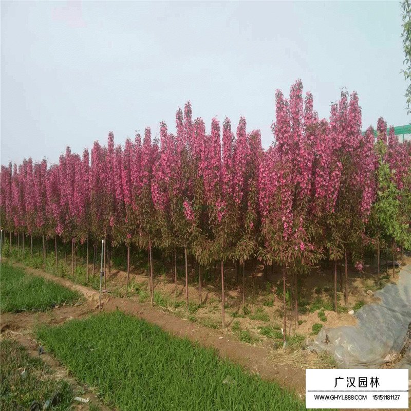 北美海棠價格