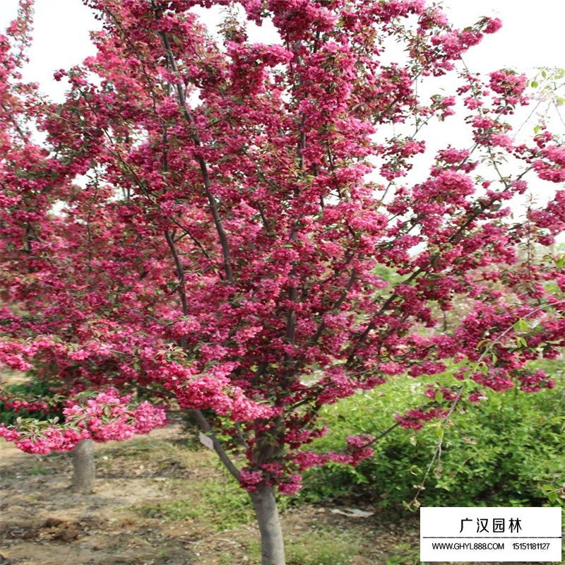 北美海棠價格