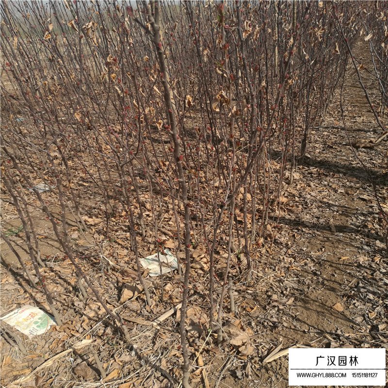 北美海棠價格