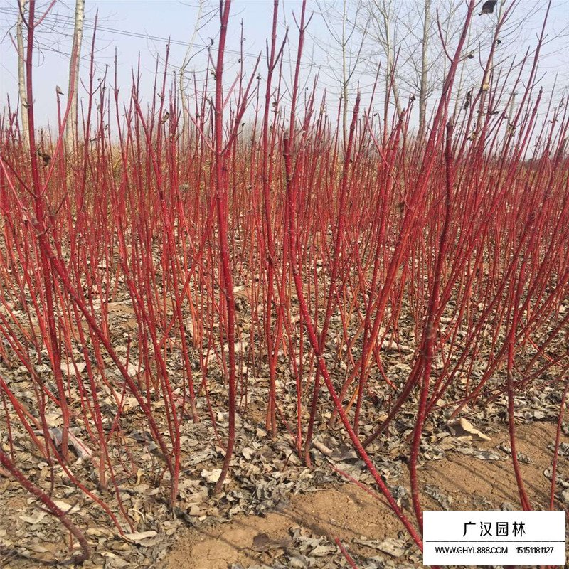紅瑞木價格