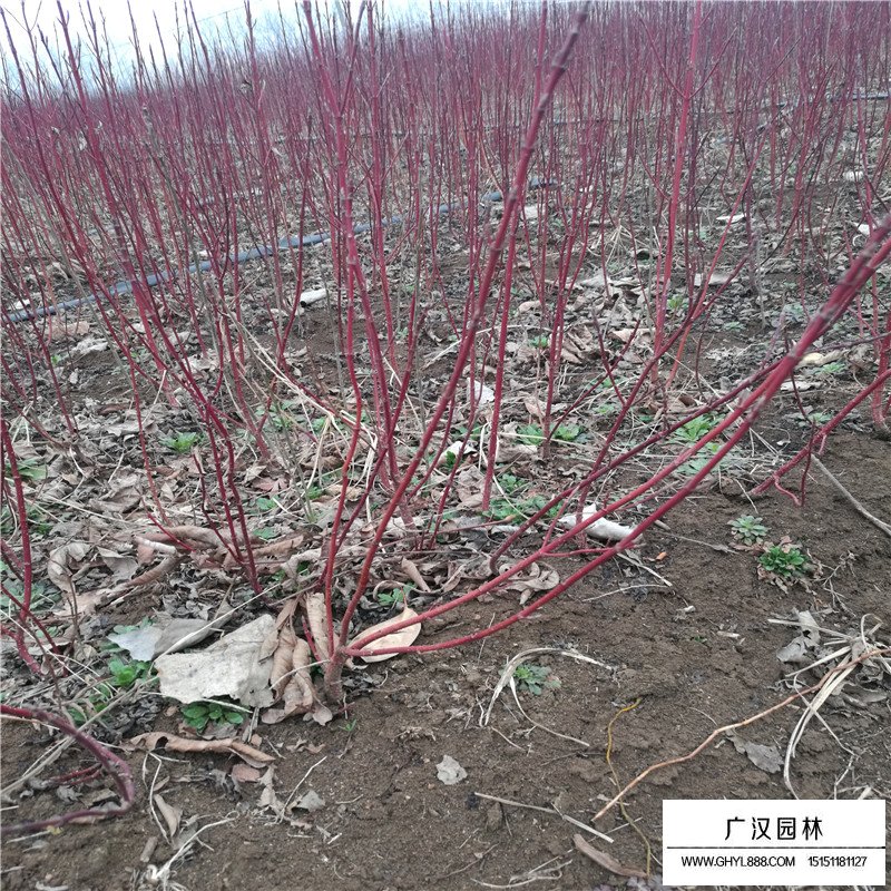 紅瑞木價格