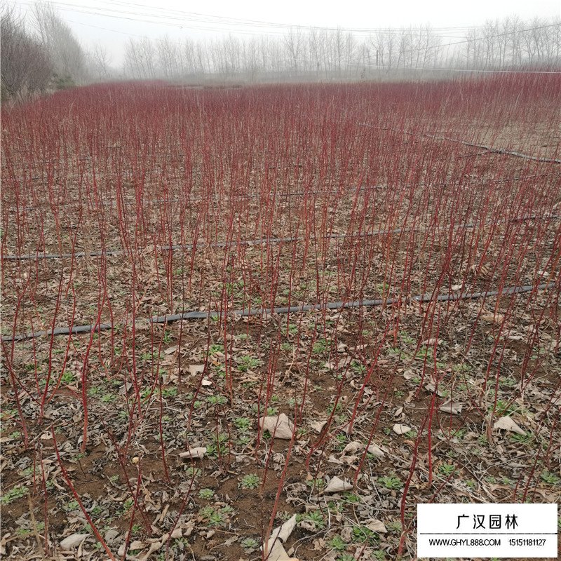 紅瑞木價格