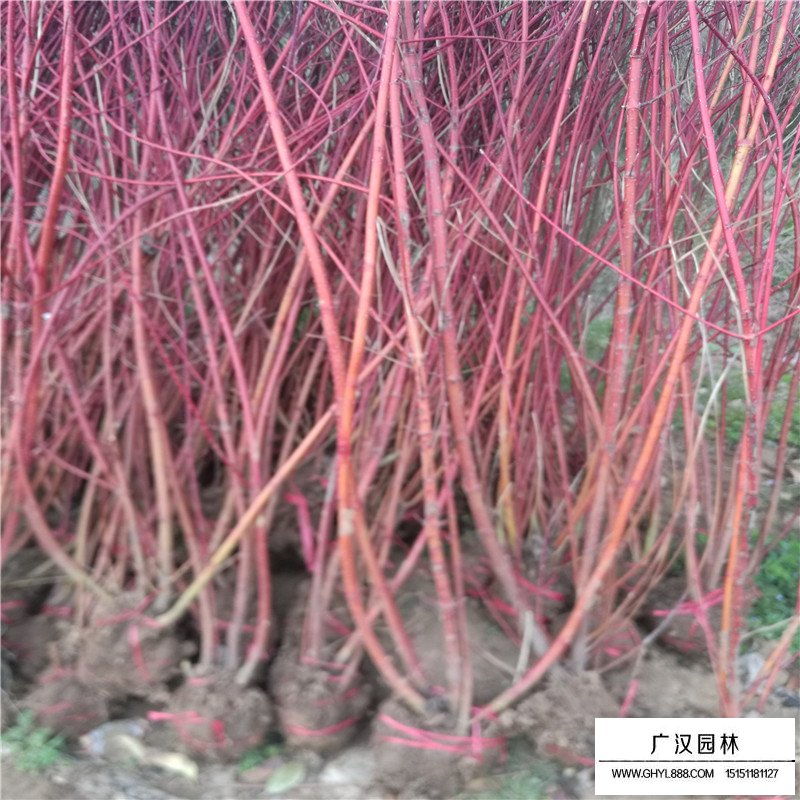 紅瑞木價格
