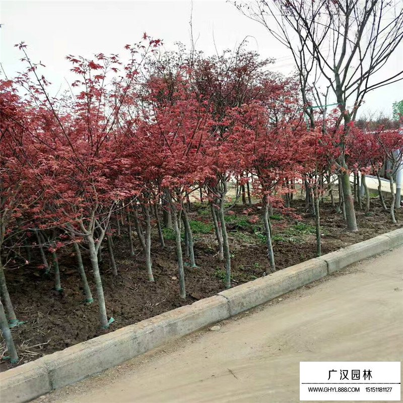 紅楓小苗價格