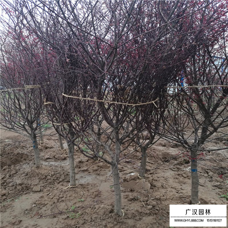 紅楓小苗價格