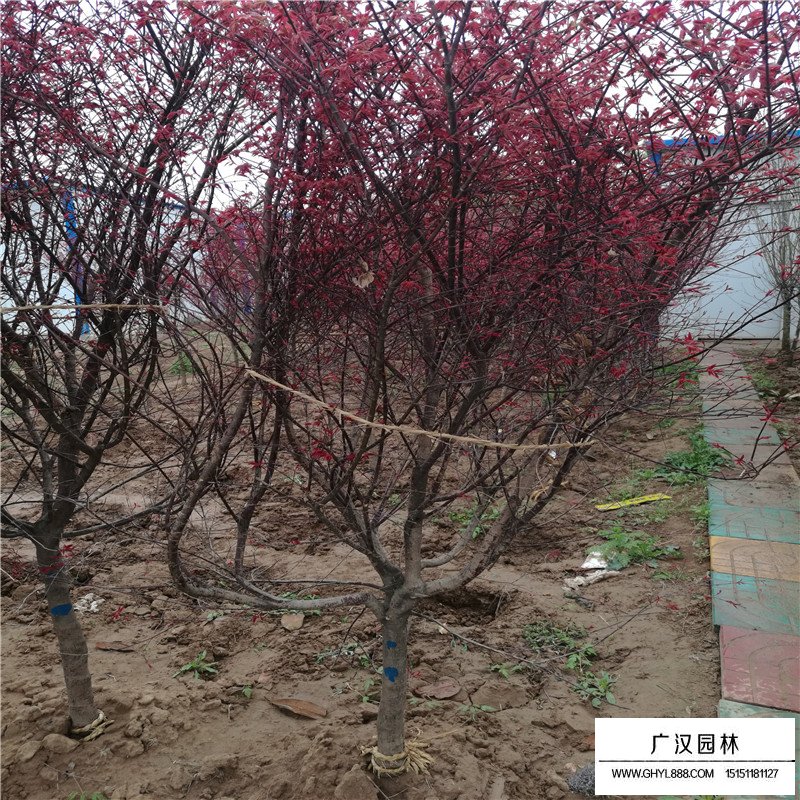 紅楓小苗價格