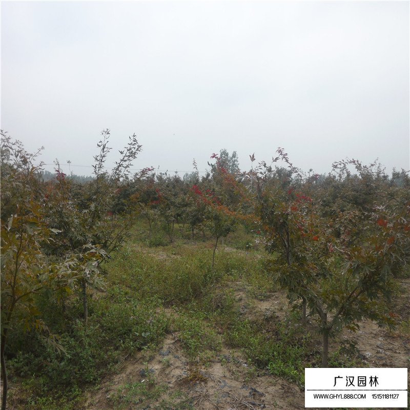 紅楓小苗價格