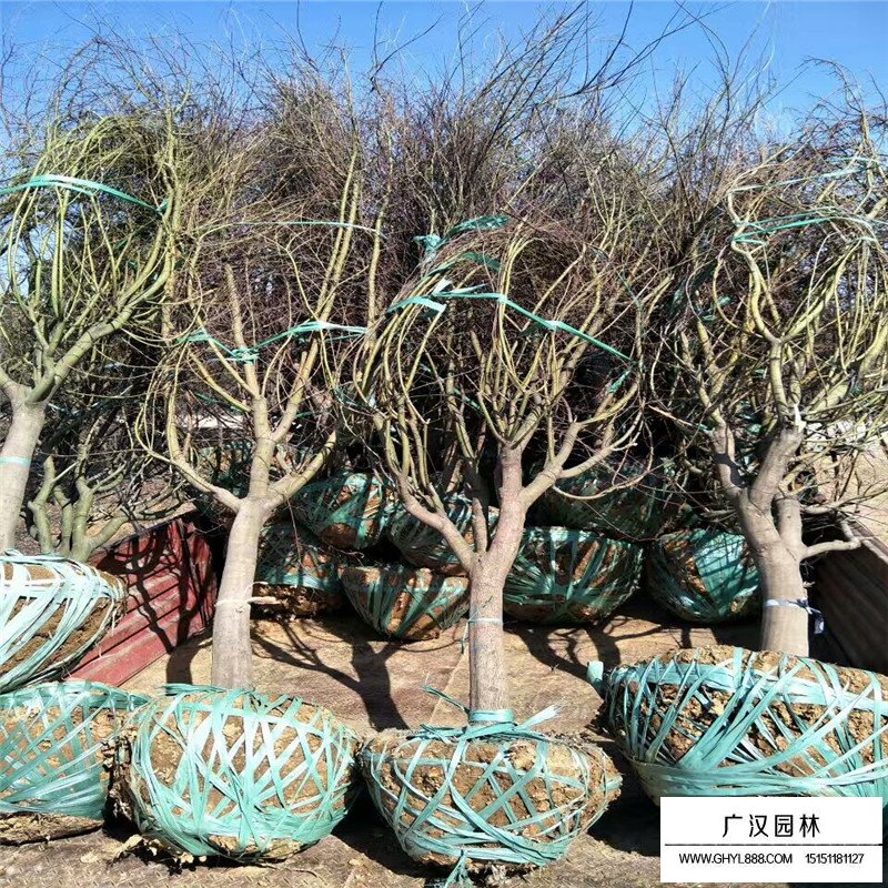 紅楓小苗價格