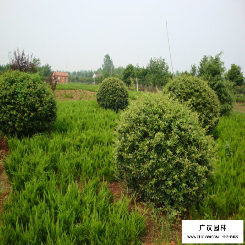 火棘苗批發