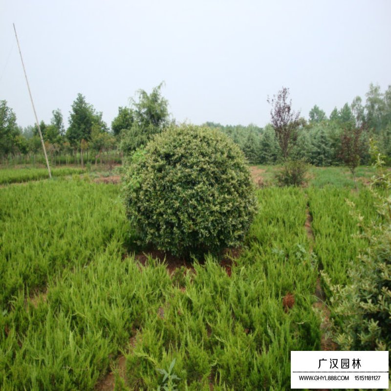 火棘苗批發