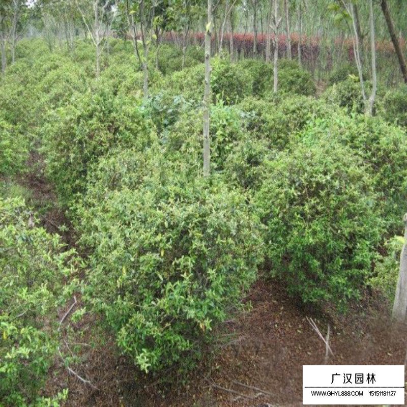 火棘苗批發