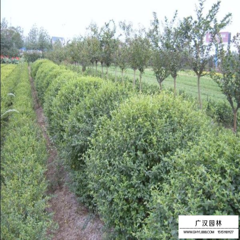 火棘苗批發