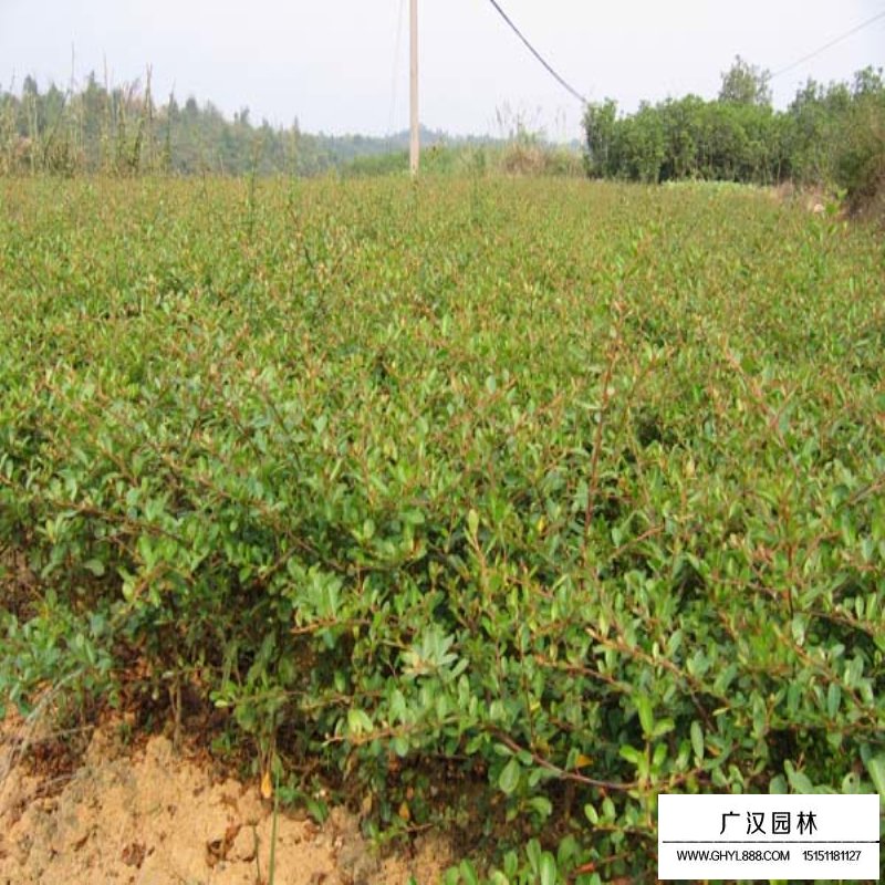 火棘苗批發