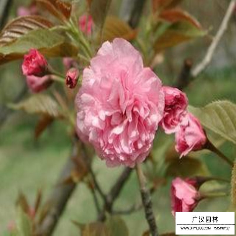 福建山櫻花價格