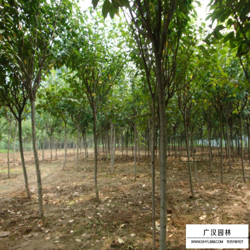 福建山櫻花價格