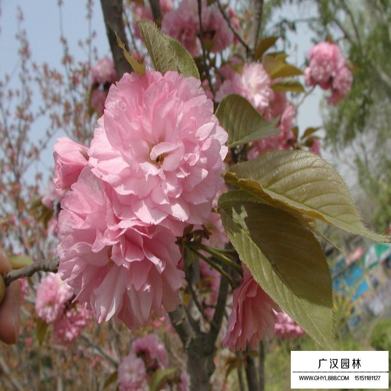福建山櫻花價格