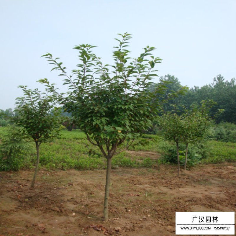 福建山櫻花價格
