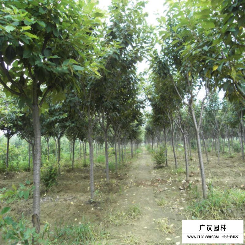 福建山櫻花價格