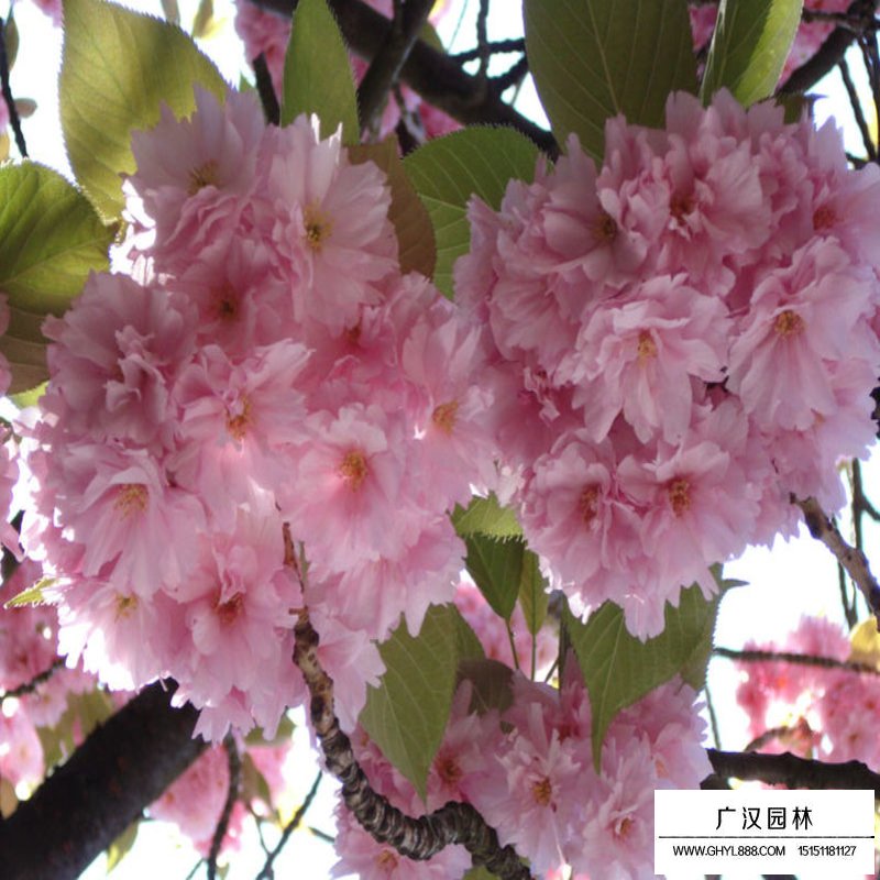 福建山櫻花價格