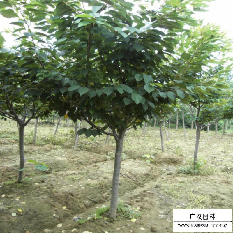 福建山櫻花價格