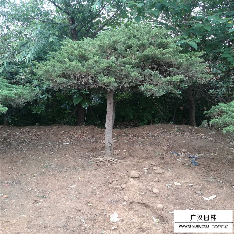 高桿地龍價格