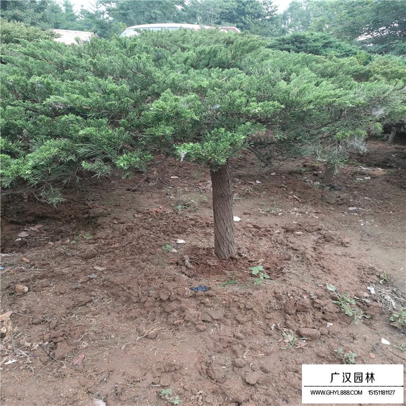 高桿地龍價格