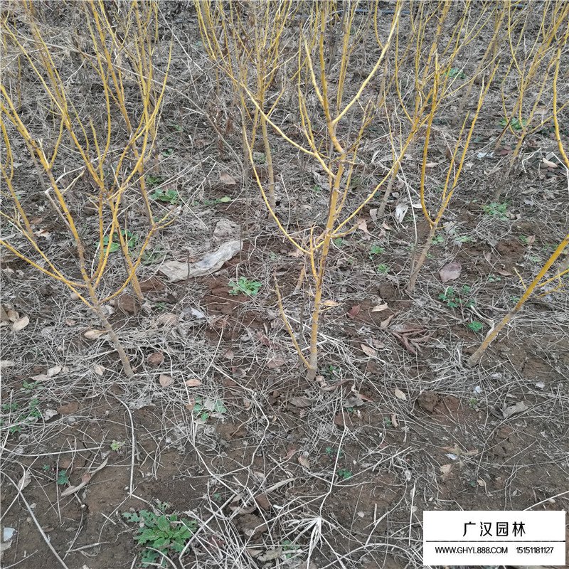 黃金槐樹苗價格