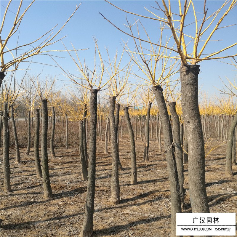 黃金槐樹苗價格