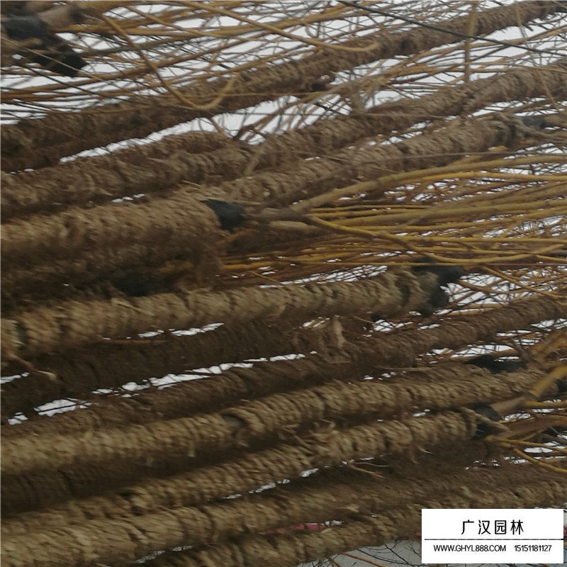 黃金槐樹苗價格