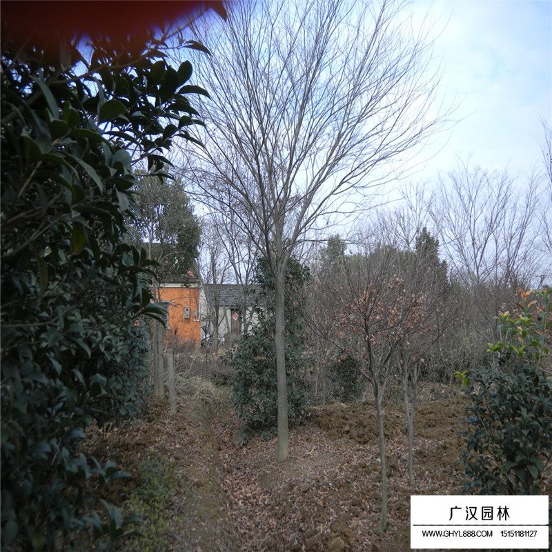 紅櫸樹價格