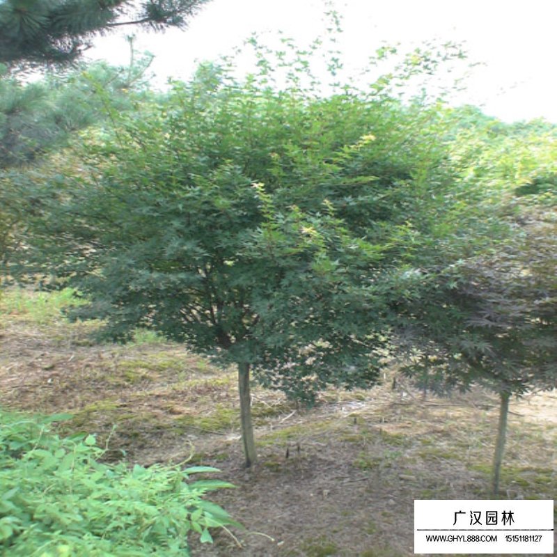 雞爪槭價格