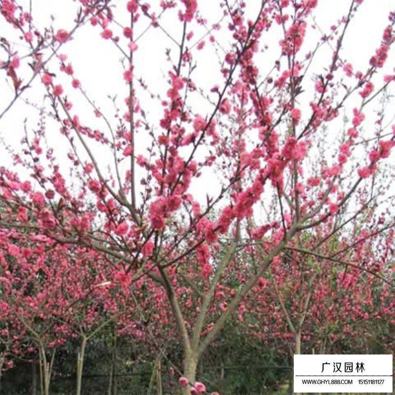 紅葉碧桃價格