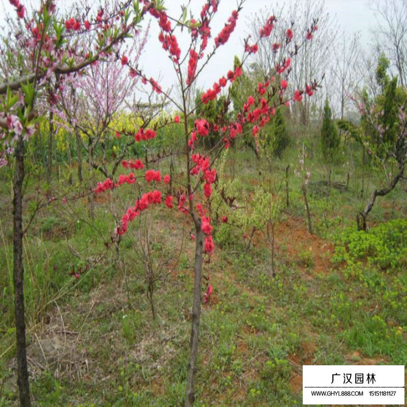 紅葉碧桃價格