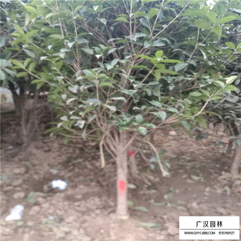 桂花樹苗價格