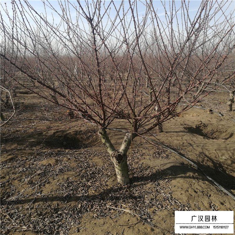 紅葉碧桃價格