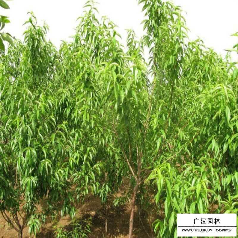 紅葉碧桃和碧桃的區別
