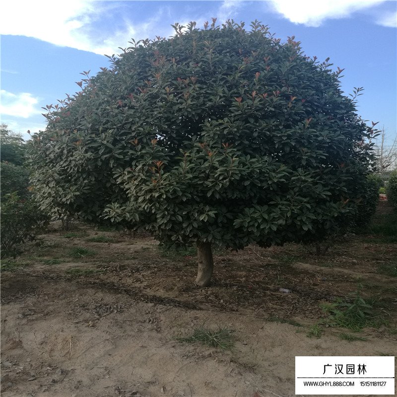 獨桿石楠基地