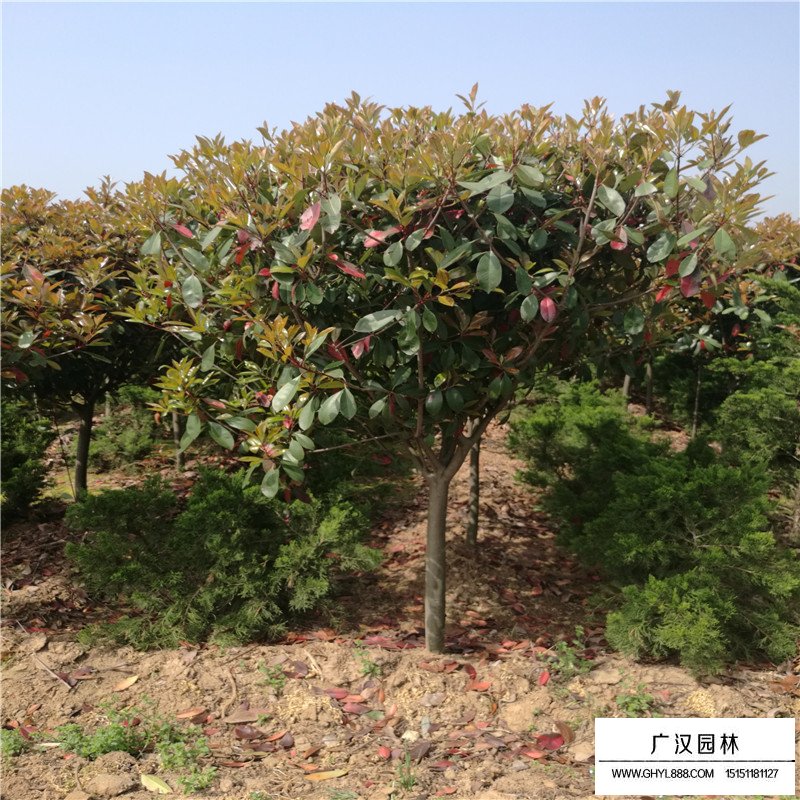 獨桿石楠基地